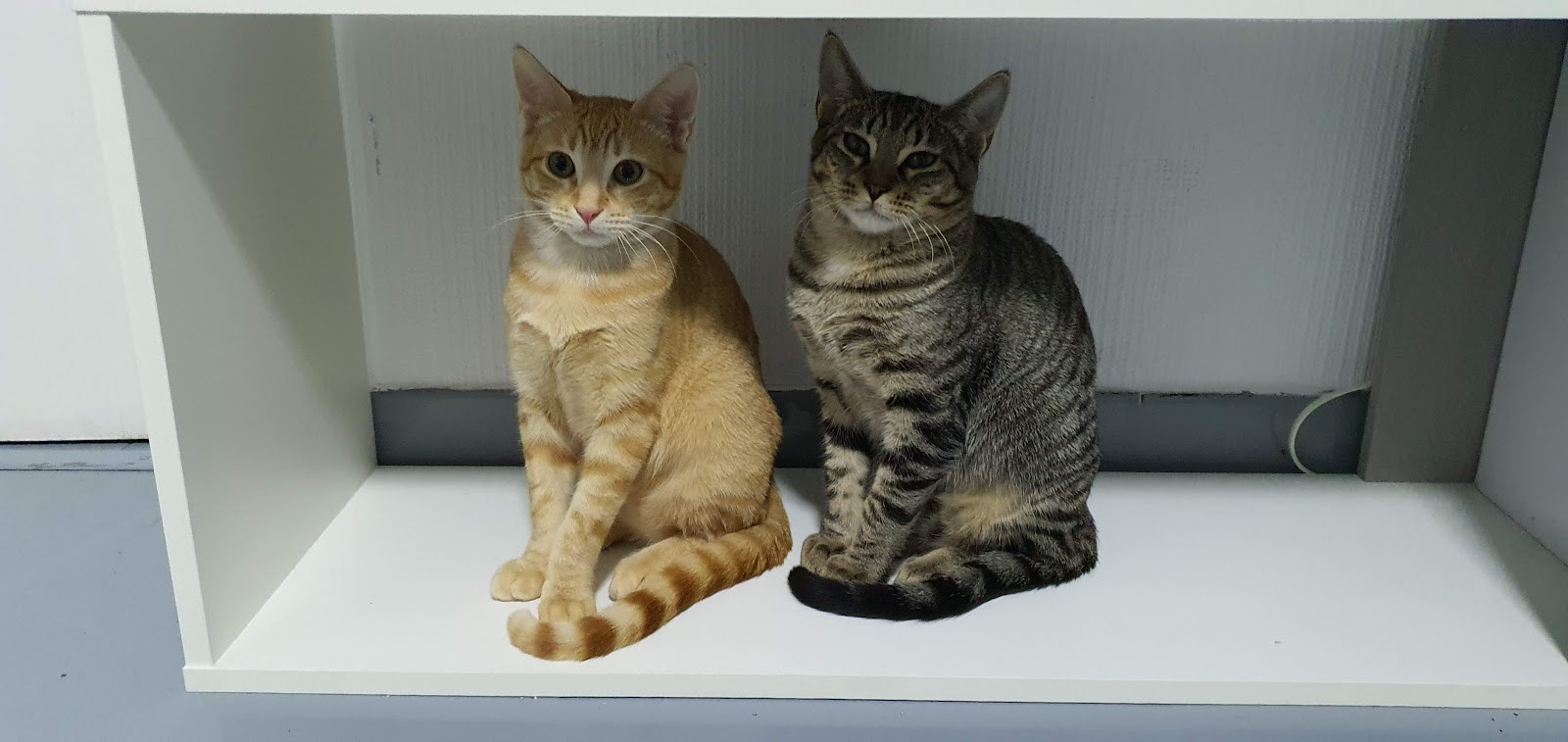 Clínica veterinaria Centre veterinari Badavet