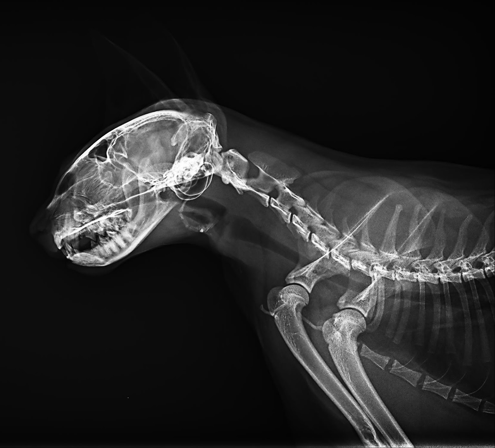Clínica veterinaria Clínica Veterinaria Fisac Ferrández