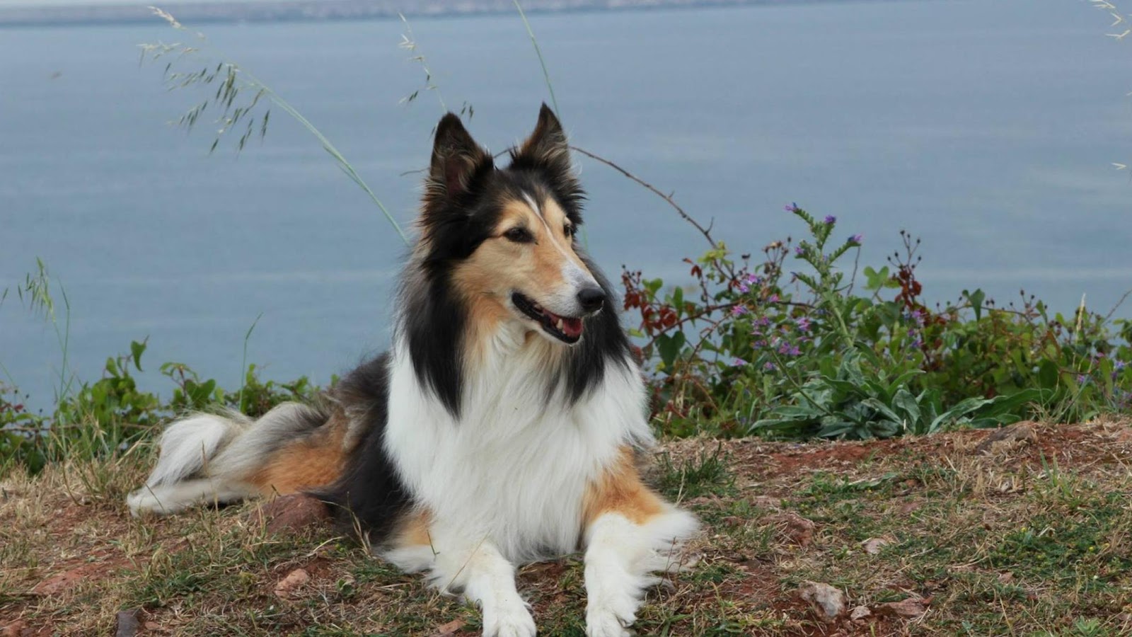 Clínica veterinaria Clínica Veterinaria María Llaneza