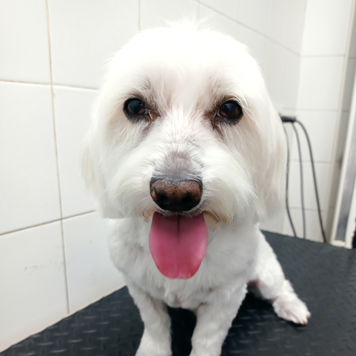 Clínica veterinaria Clínica Veterinaria Zarpa