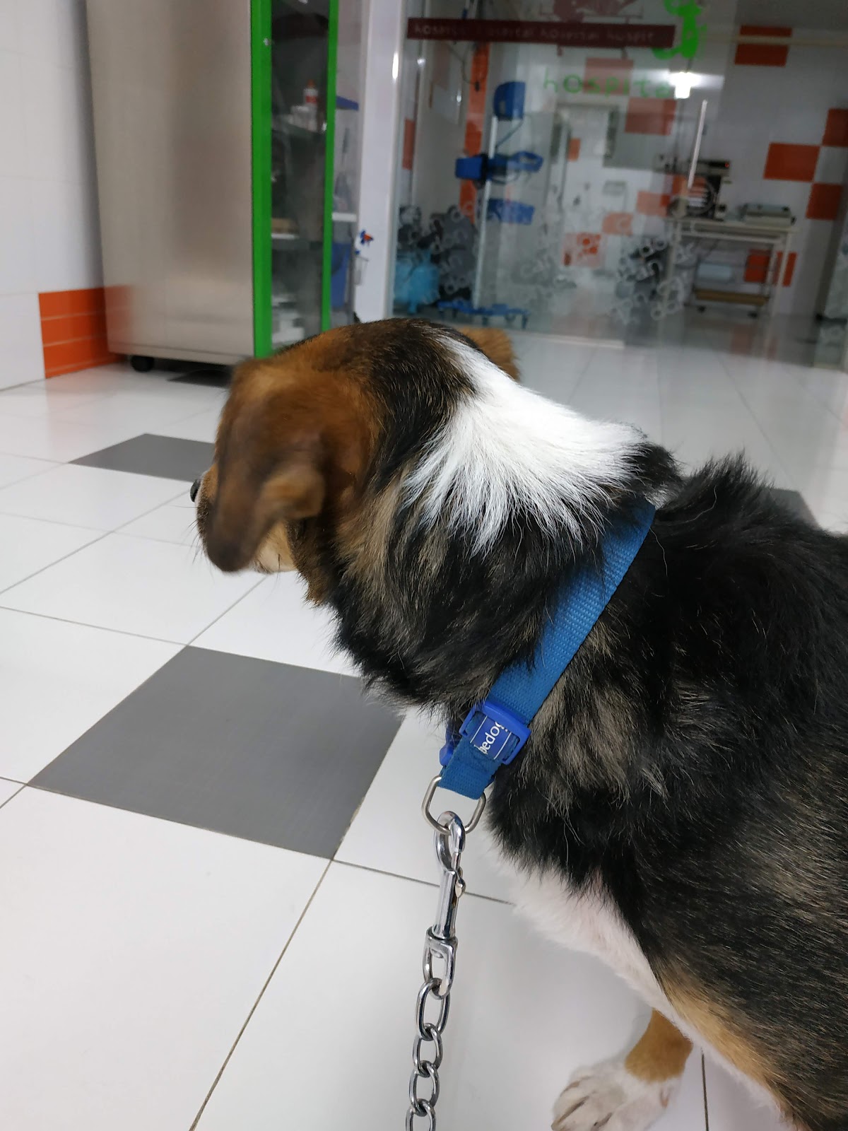 Clínica veterinaria Clínica Veterinaria Don Can