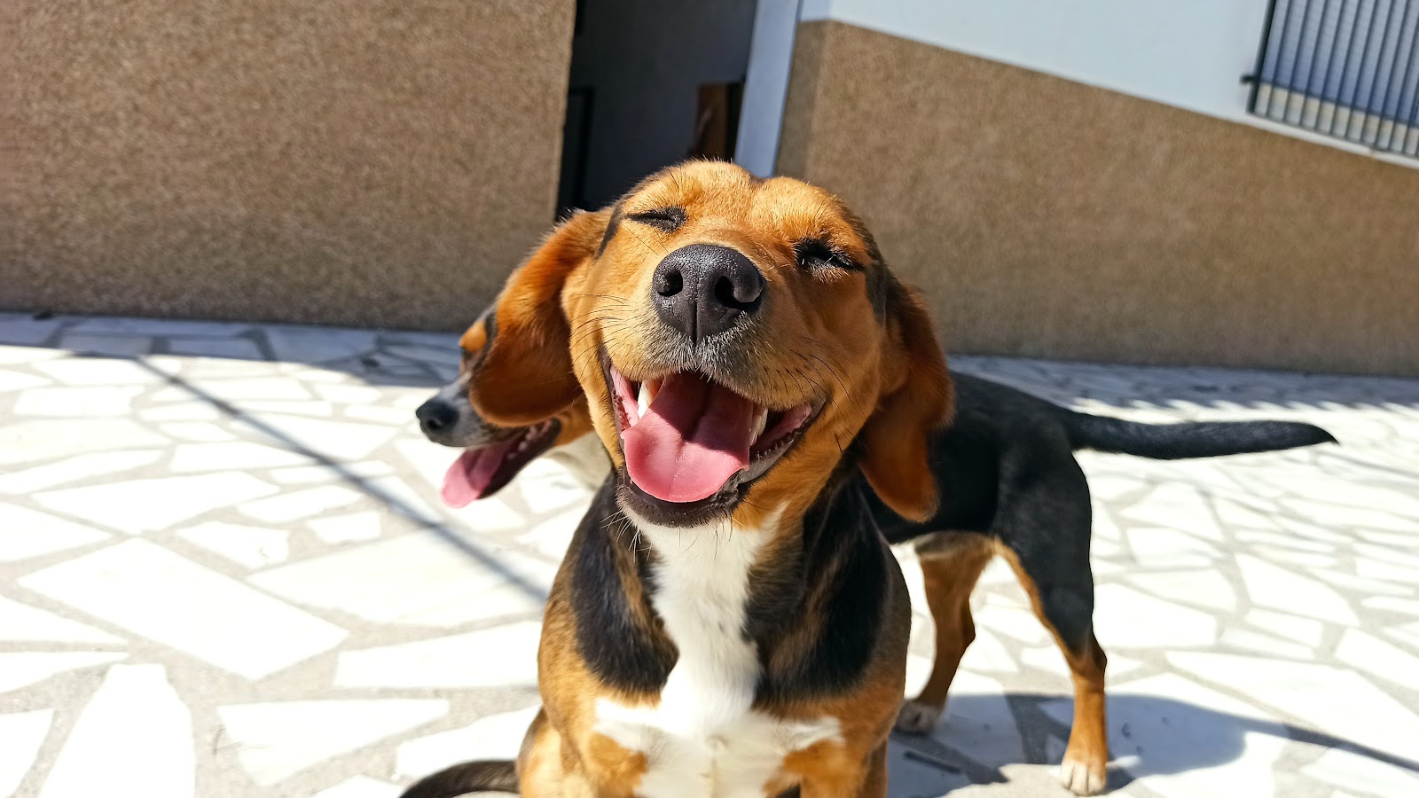 Clínica veterinaria Clinica Veterinaria Cervantes