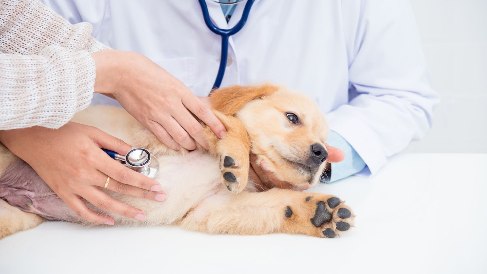 Clínica veterinaria Centro Médico Veterinario Los Álamos