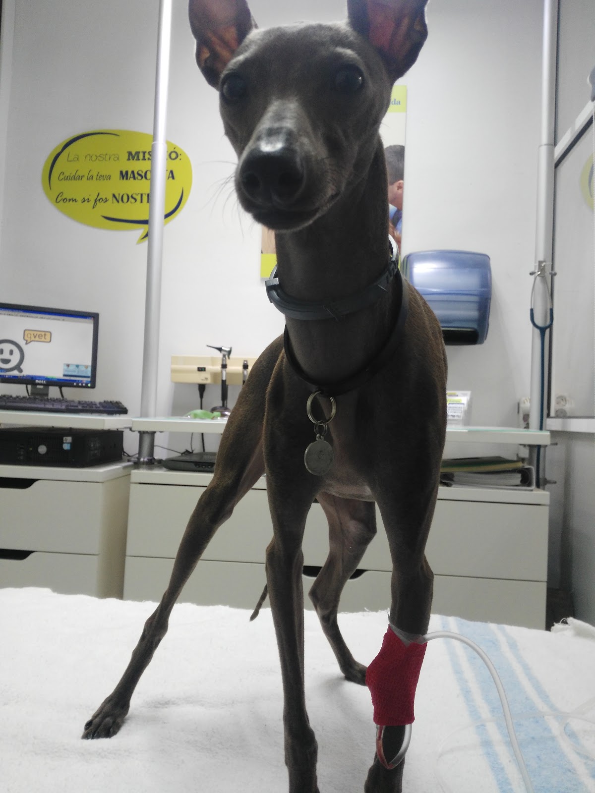 Clínica veterinaria Medivet Clínica Veterinaria Sant Andreu de la Barca