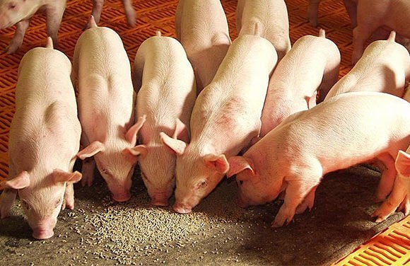 Clínica veterinaria PecusVet