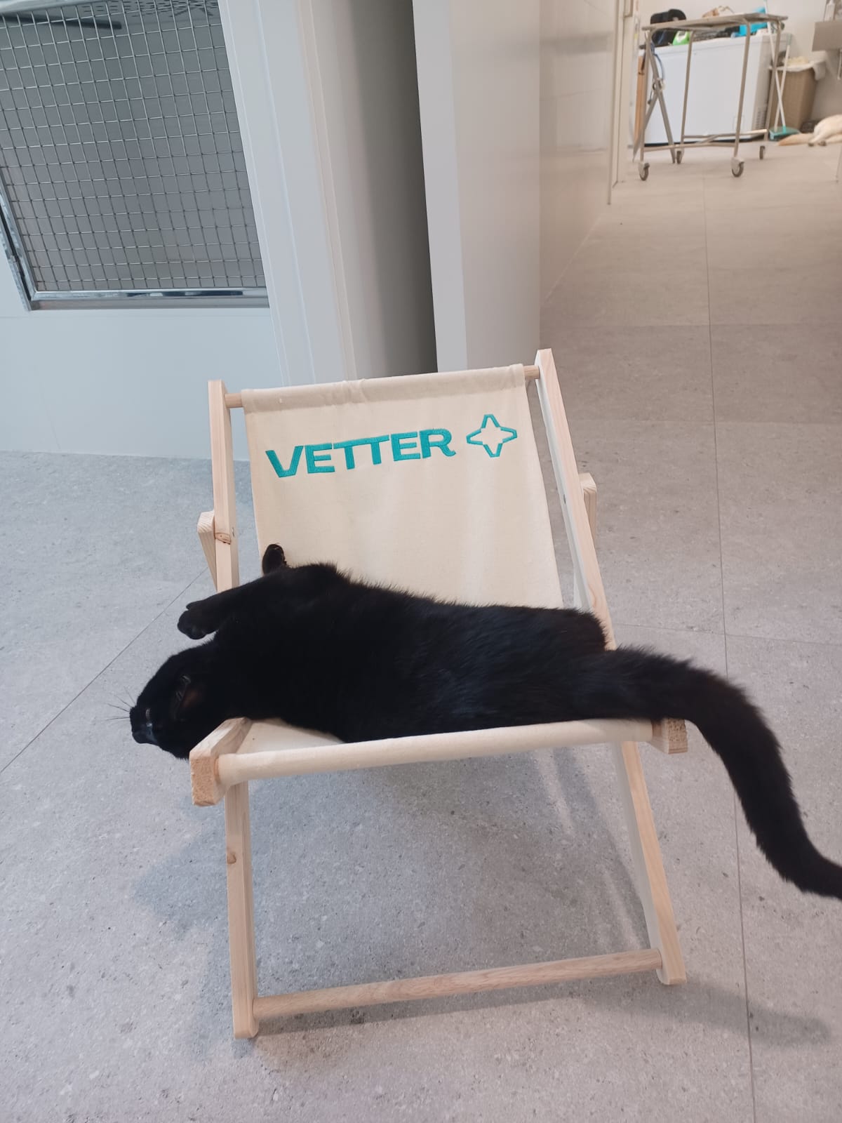 Clínica veterinaria Vetter - Hospital Veterinario 24h Murcia