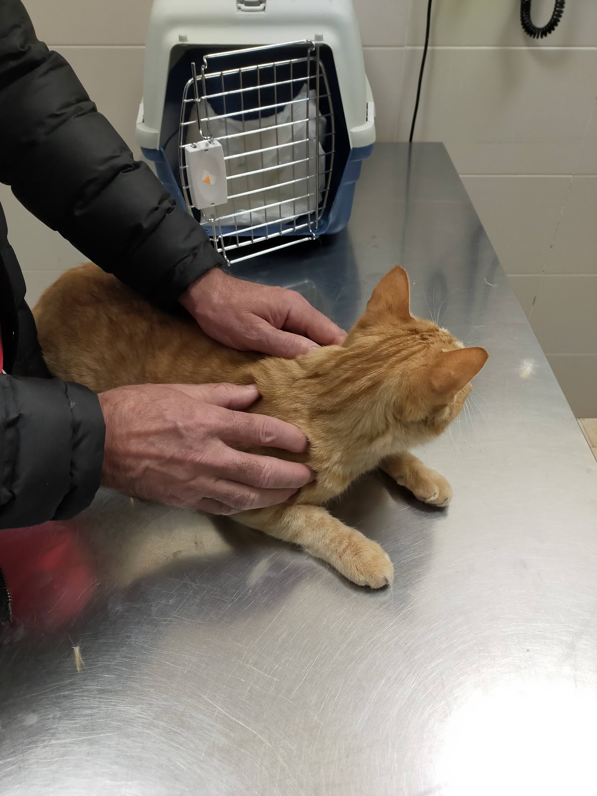 Clínica veterinaria CQVET Tucan - Clínica veterinaria en Toledo