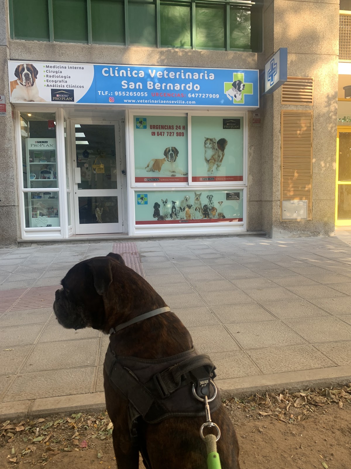 Clínica veterinaria Clínica Veterinaria San Bernardo