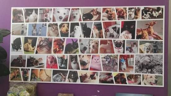 Clínica veterinaria Clínica Veterinaria Exivet