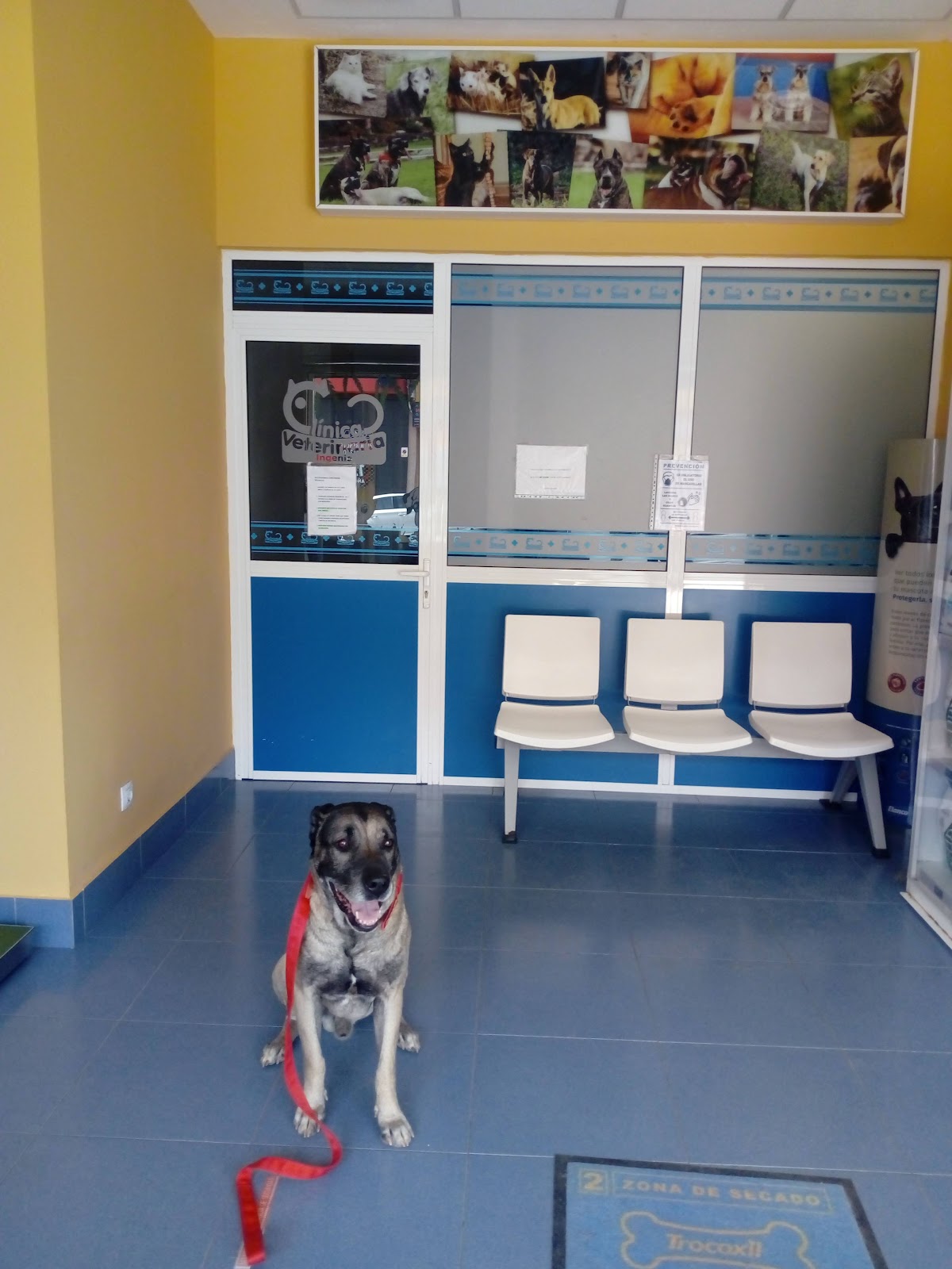 Clínica veterinaria Veterinaria Ingenio Pilar Rodríguez Hernández
