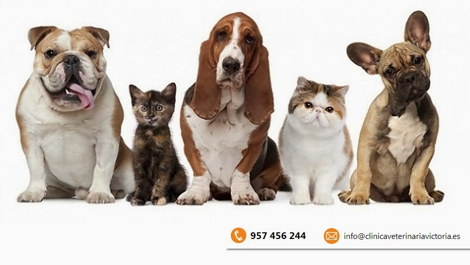 Clínica veterinaria Hospital Veterinario Victoria