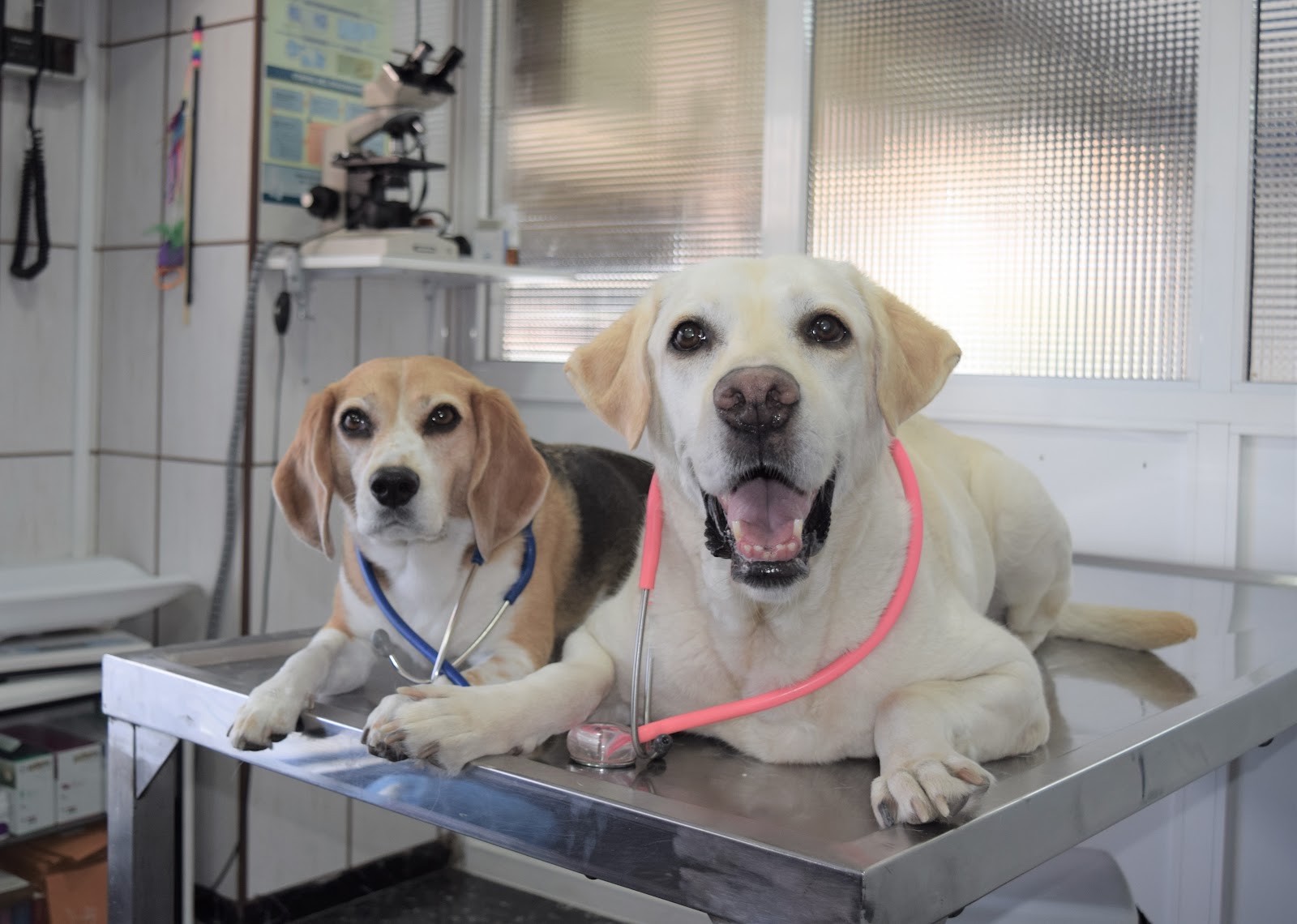 Clínica veterinaria Clínica Veterinaria Escaleritas