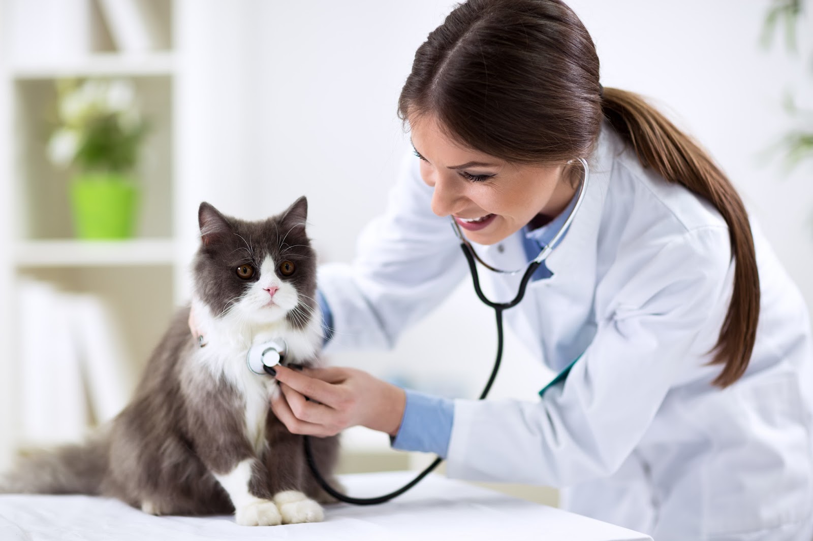 Clínica veterinaria Clínica Veterinaria Son Oliva