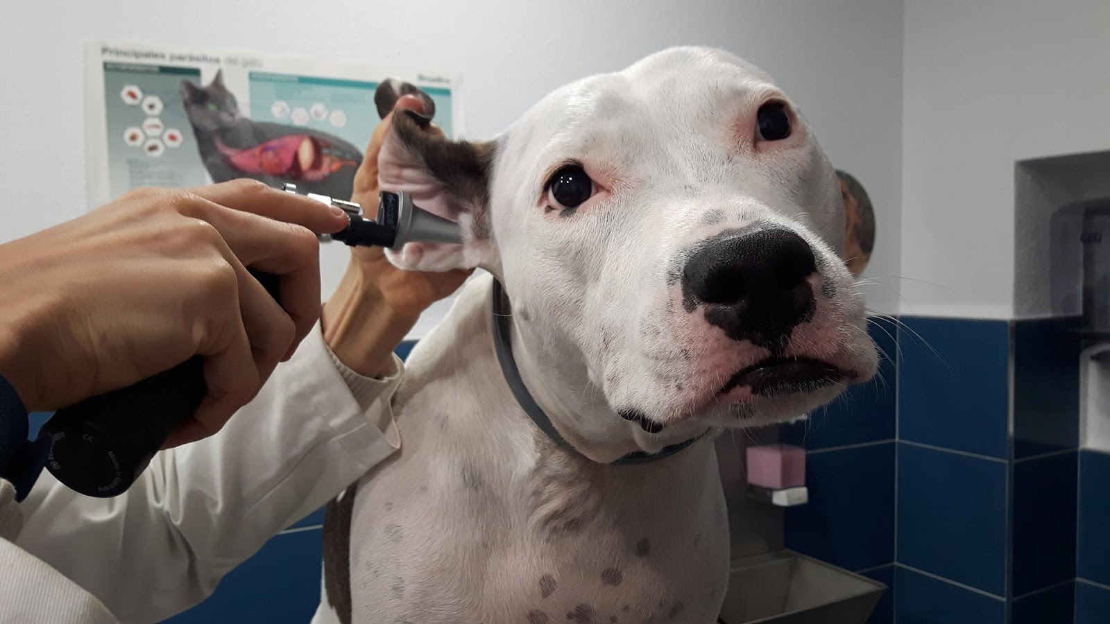 Clínica veterinaria Clínica Veterinaria Jeremías