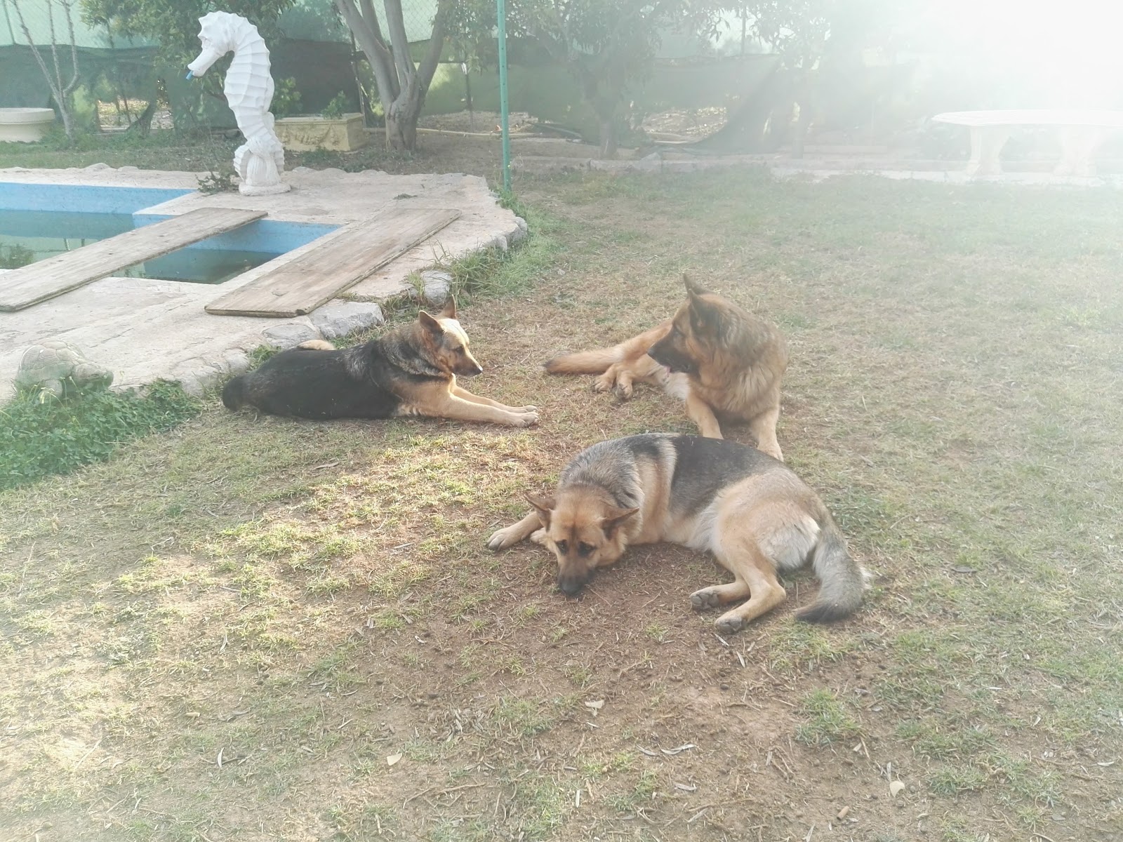 Clínica veterinaria Clínica Veterinària Cisneros