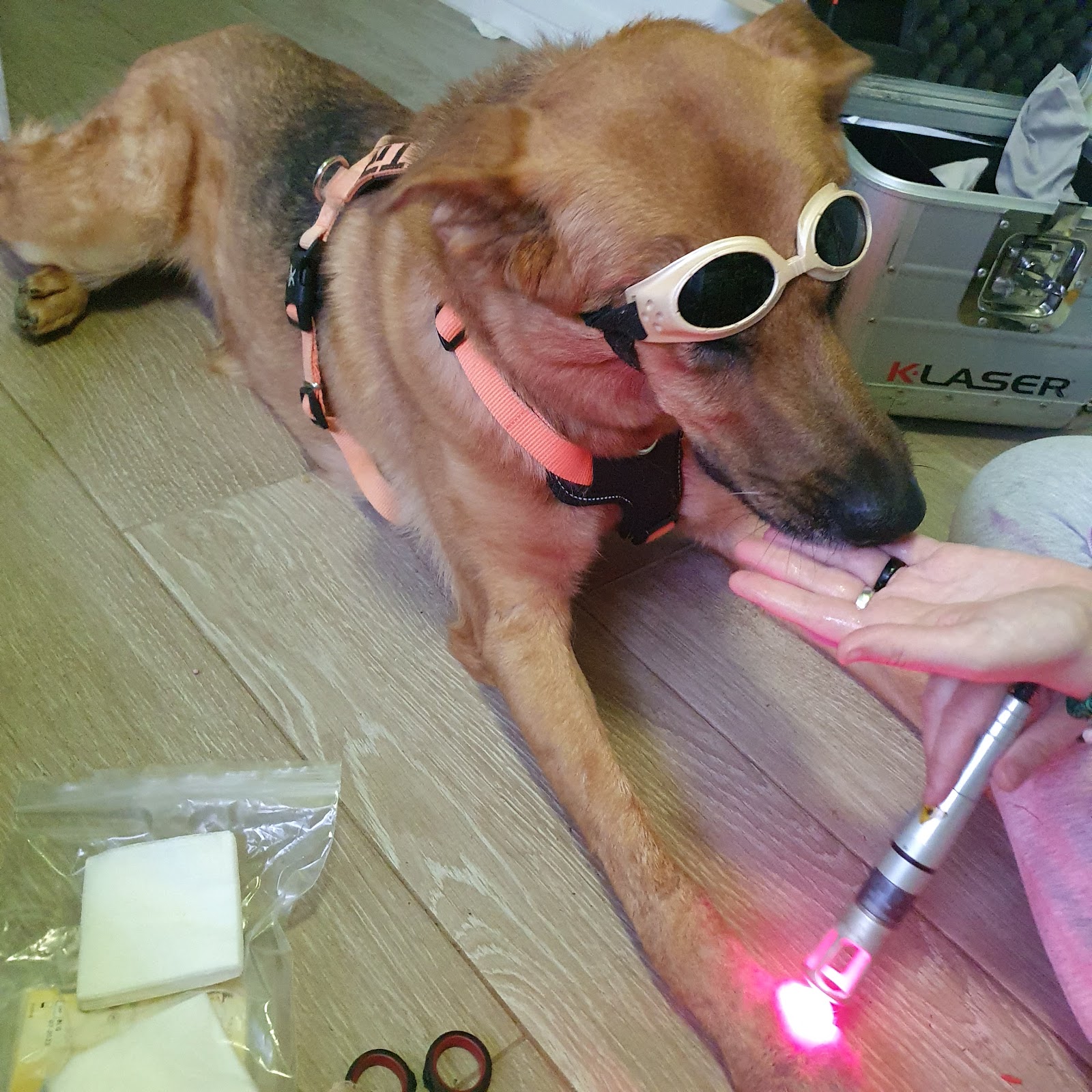 Clínica veterinaria Rociolaservet Rivas Vaciamadrid. Rehabilitación Veterinaria. Cita por mensaje