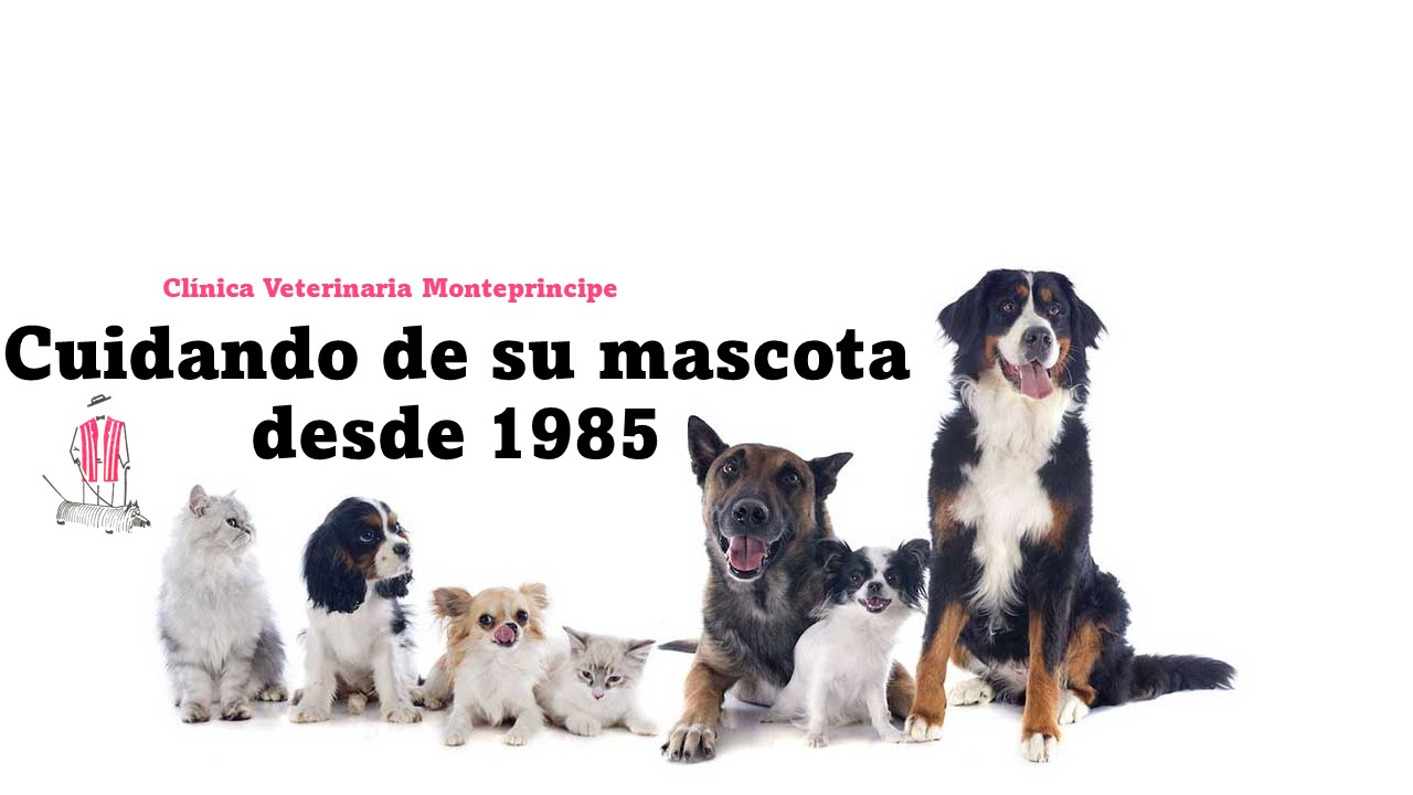 Clínica veterinaria Clínica Veterinaria Montepríncipe