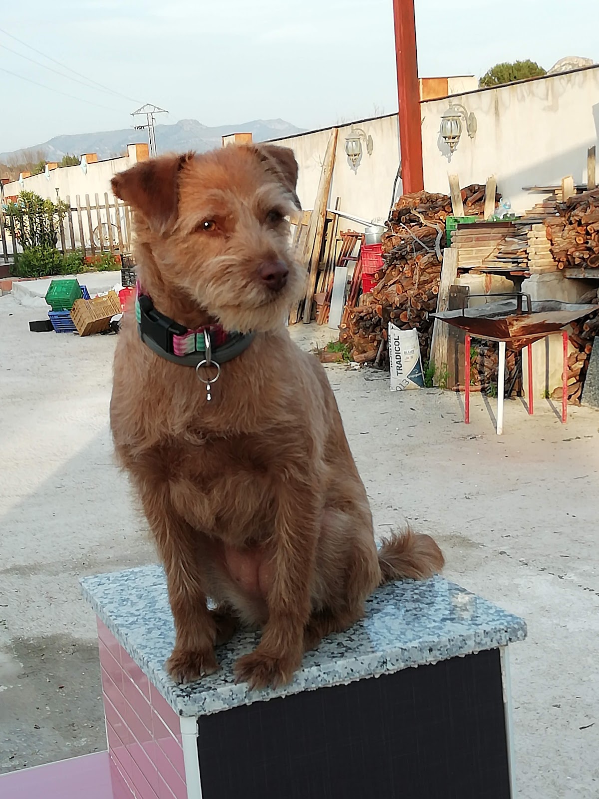 Clínica veterinaria Clínica Veterinaria D'rosa