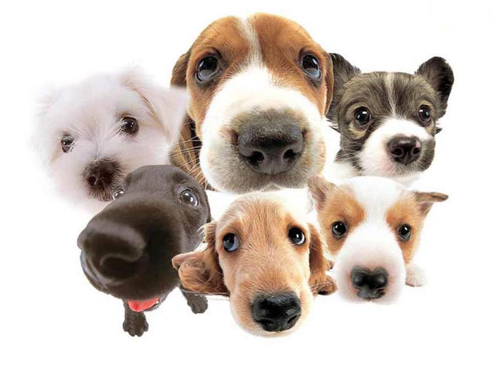 Clínica veterinaria Clinica Veterinaria MIRIBILLA