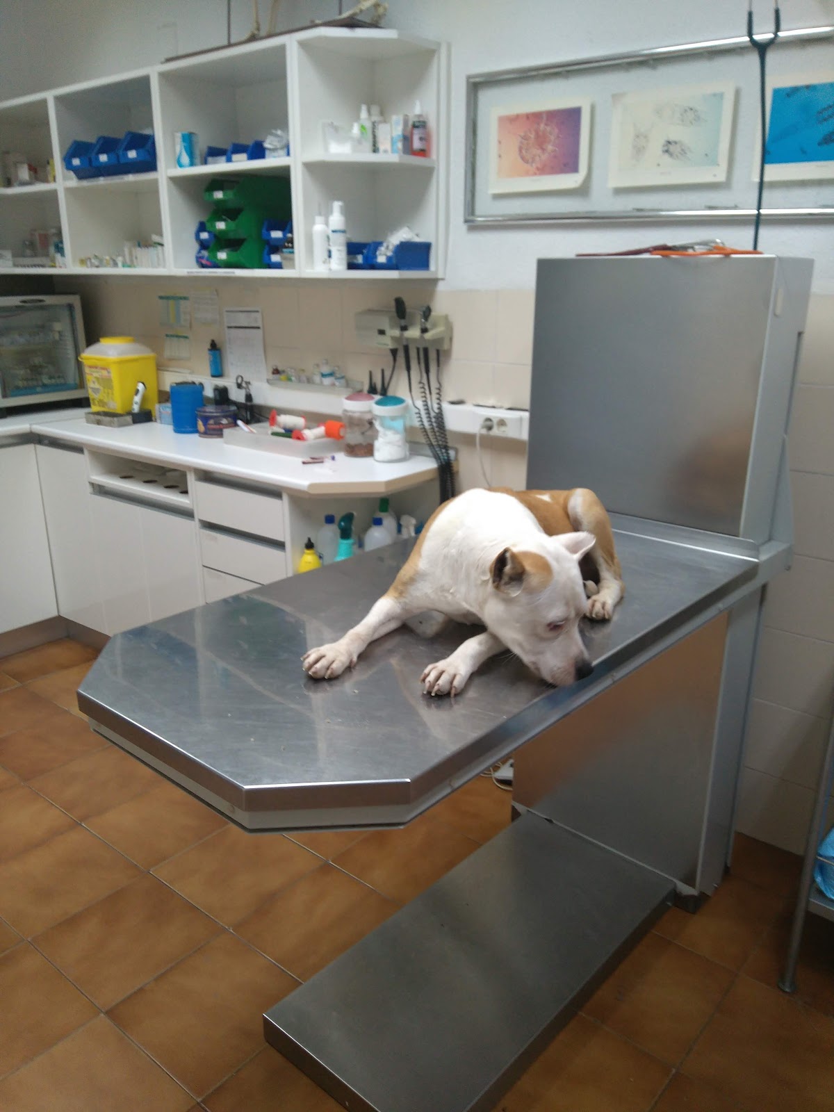 Clínica veterinaria Centro Veterinario CPG