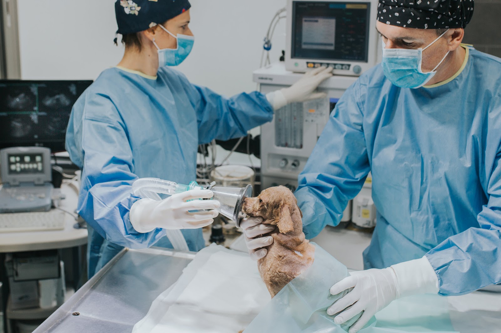 Clínica veterinaria Urgencias localizadas | Clínica veterinaria El Jardín Donostia