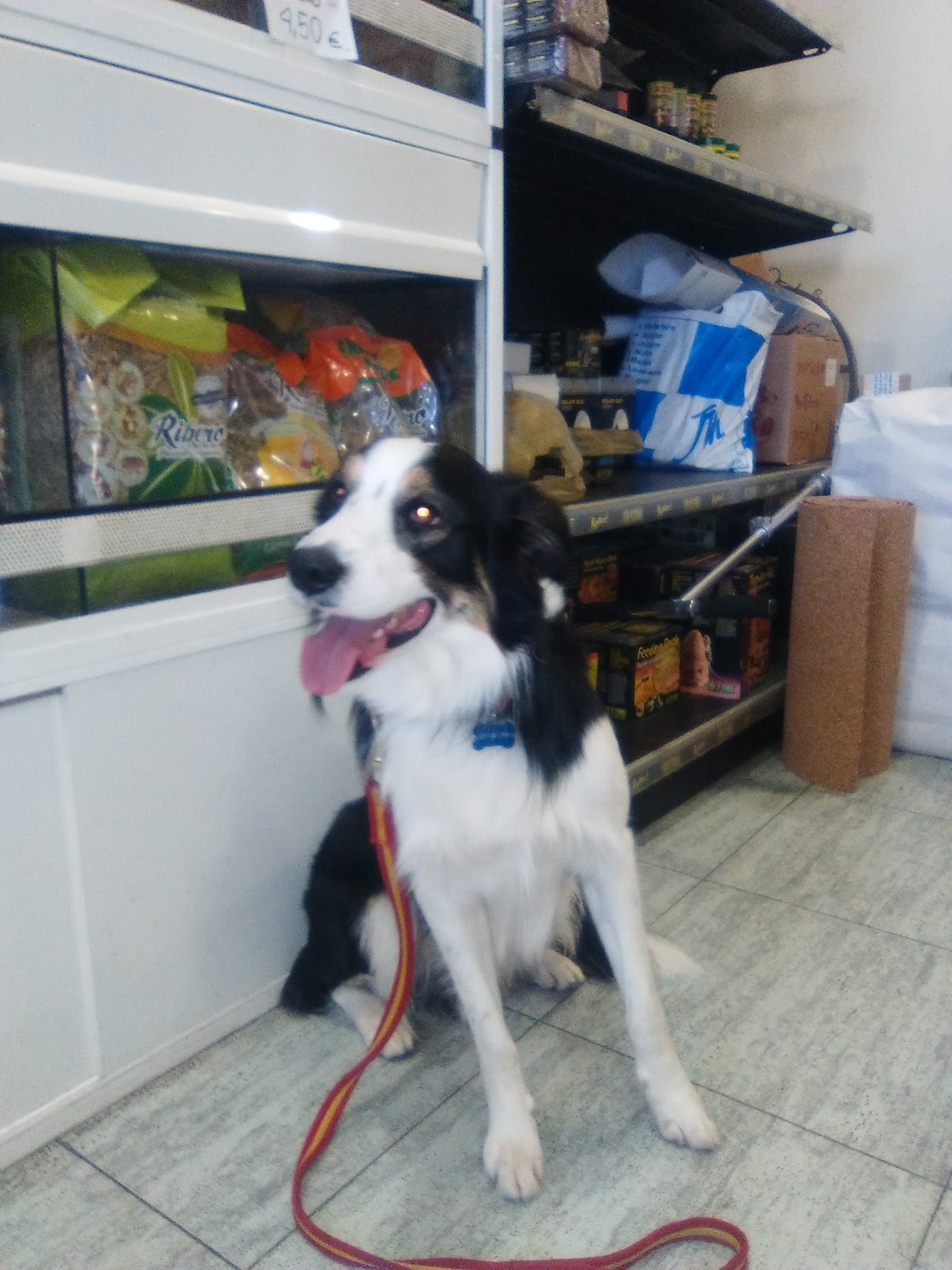Clínica veterinaria Serengueti