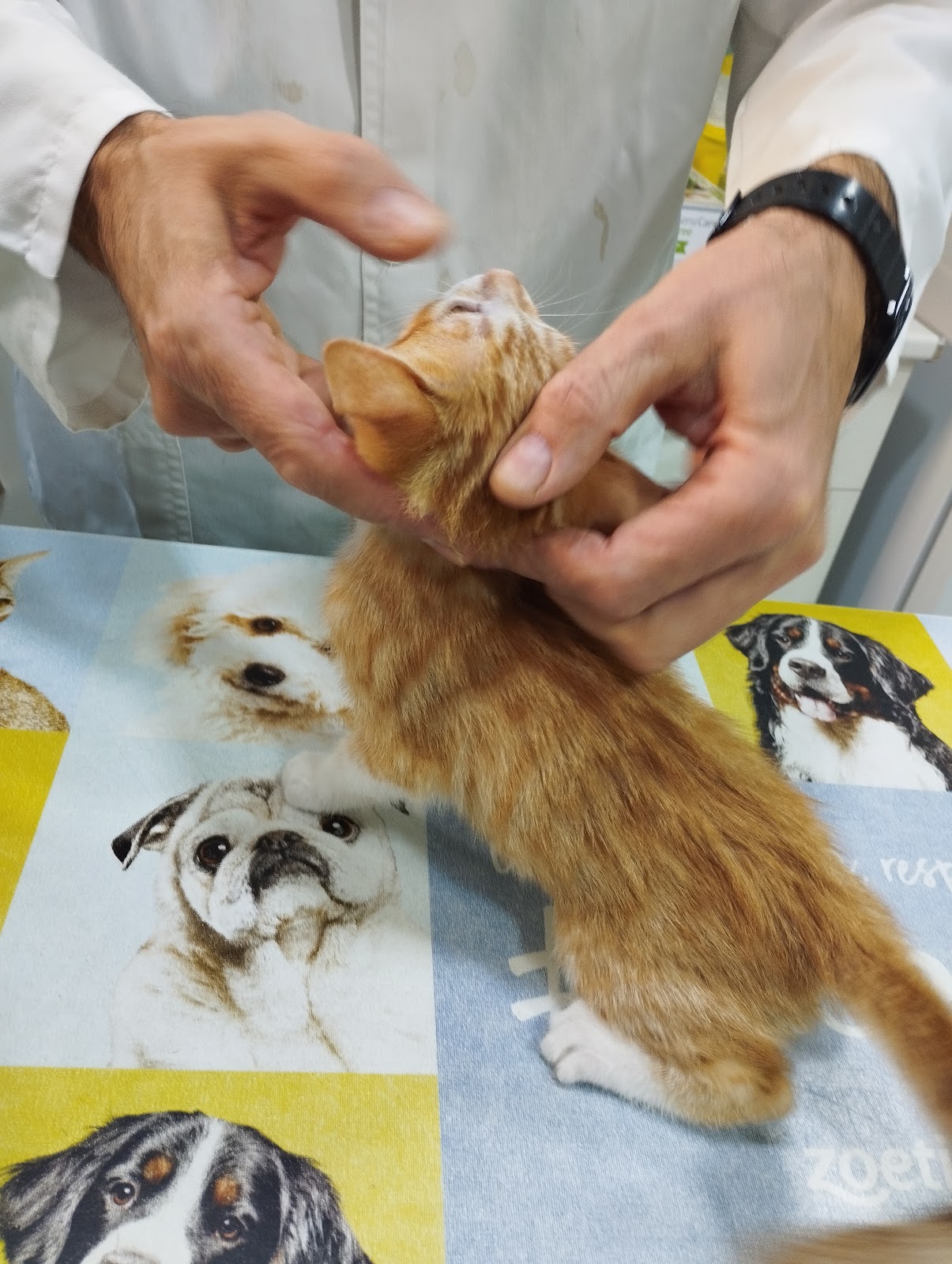 Clínica veterinaria Albeitar Clínica Veterinaria