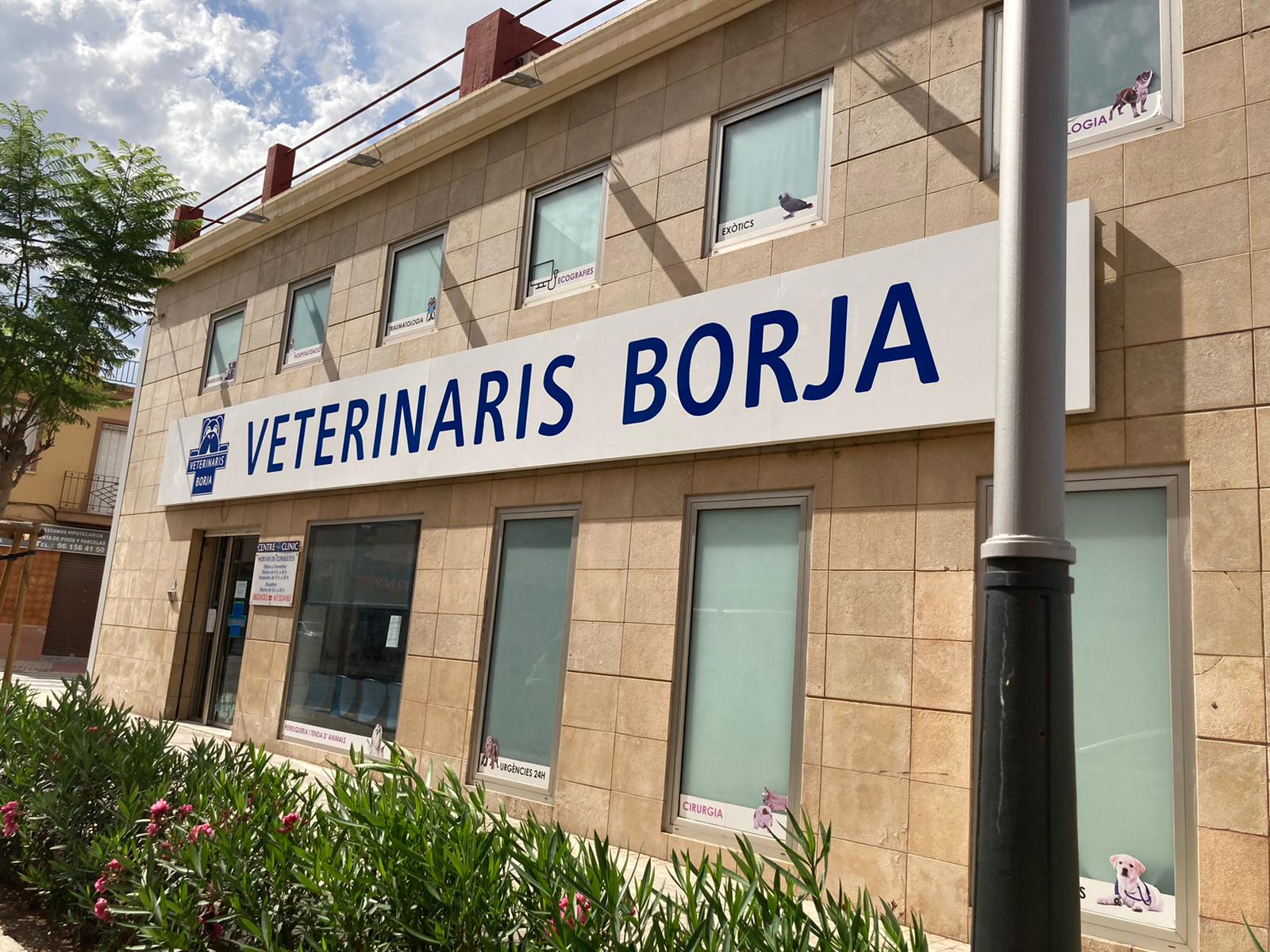 Clínica veterinaria Veterinaris Borja | Urgencias 617324983 Especialistas Cirugía y Traumatología