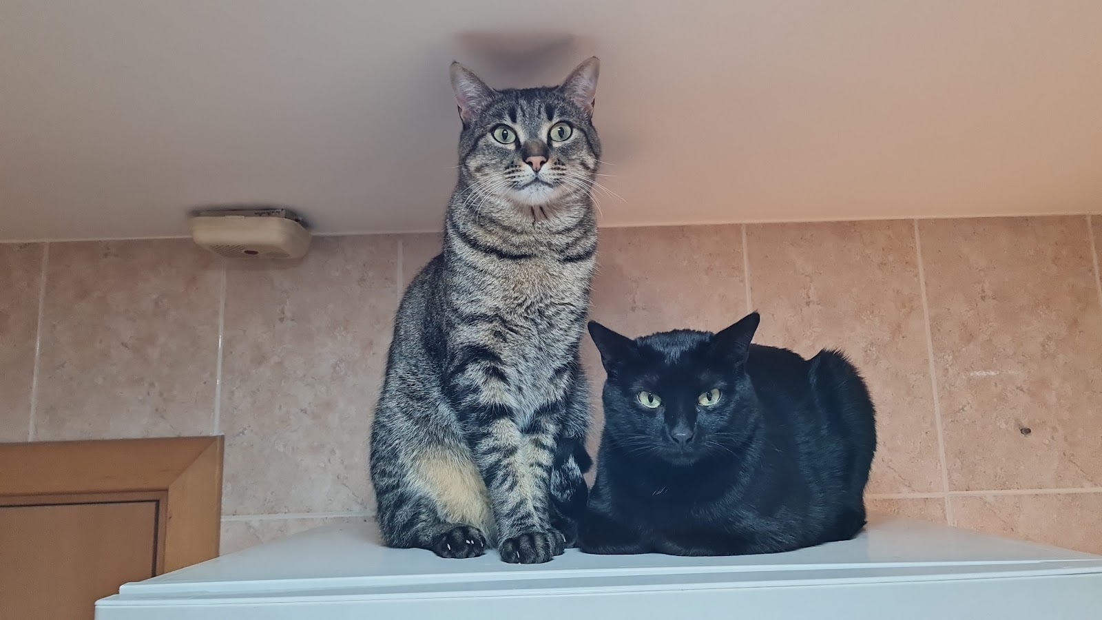 Clínica veterinaria Mas Lluhí Veterinària