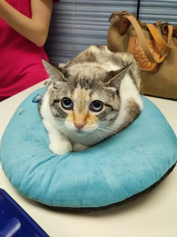Foto de Clínica Veterinaria Blasco Ibáñez