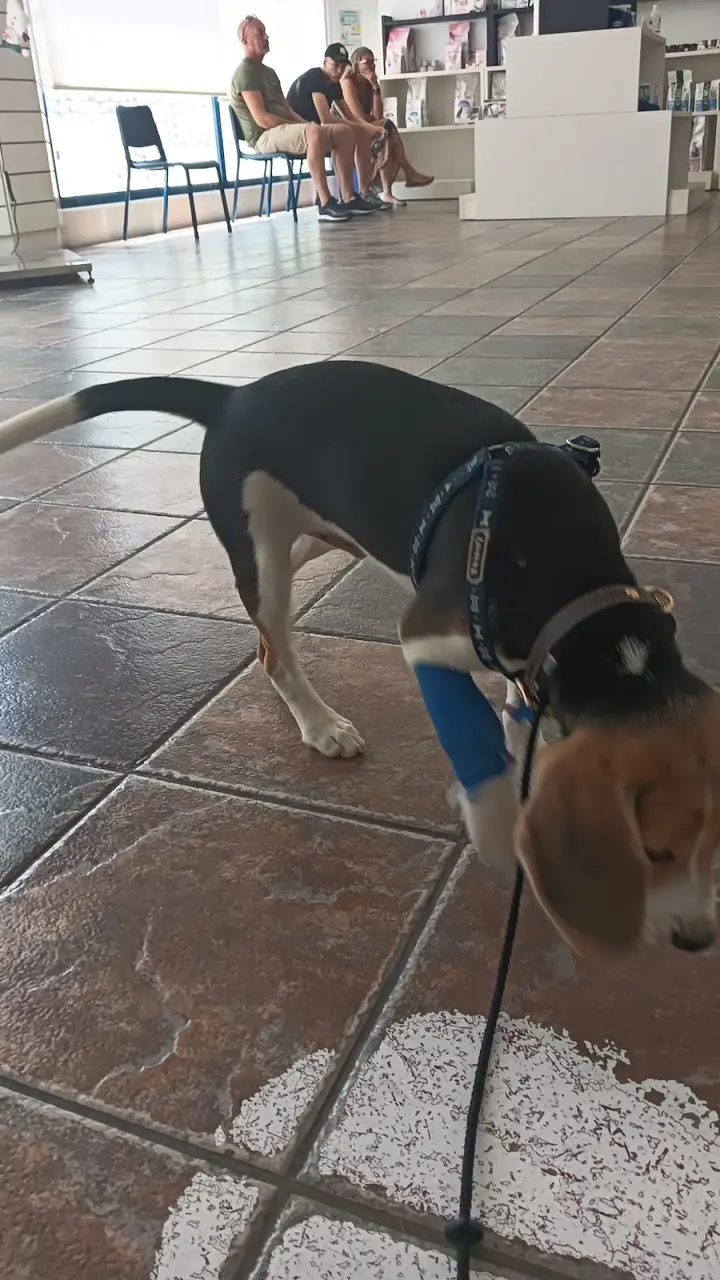 Foto de AniCura Marina Alta Centro Veterinario