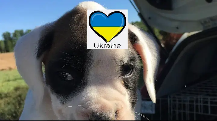 Foto de Clínica Veterinaria Fuente de los Caños