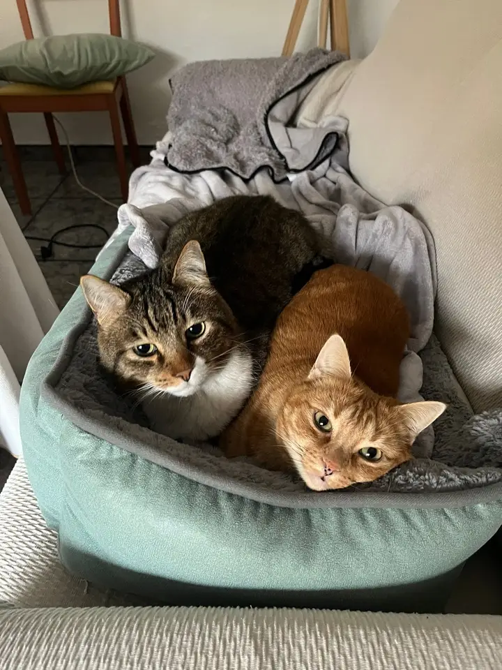 Foto de Asis Veterinarios
