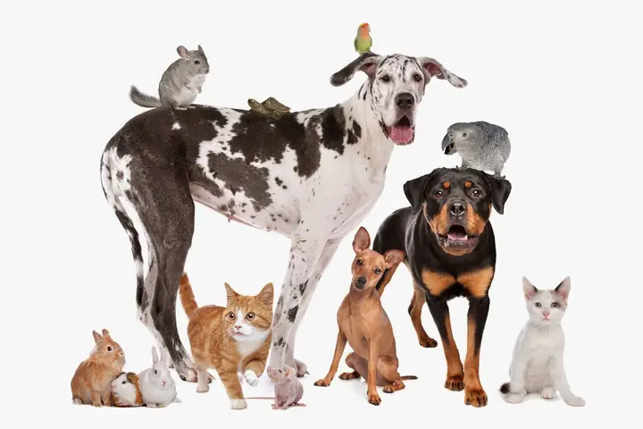 Foto de Hospital Veterinario Mediterráneo