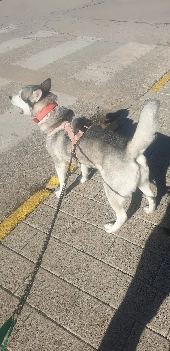 Foto de CLINICA VETERINARIA NAVARRO