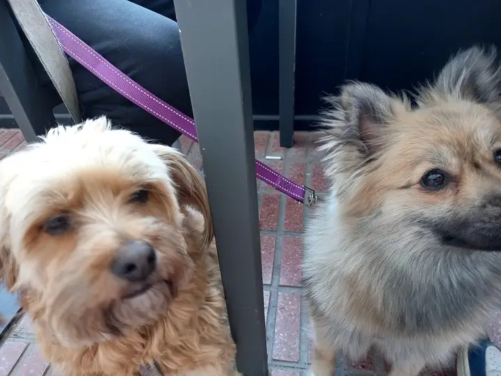 Foto de Clínica Veterinaria Gavilanes