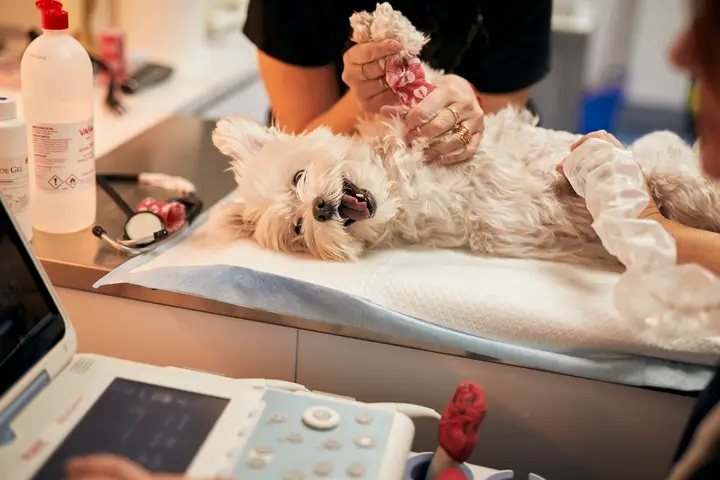 Foto de Hospital Veterinario Desvern